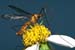 common paper wasp